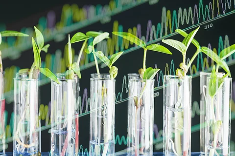 Saplings in test tubes against black background