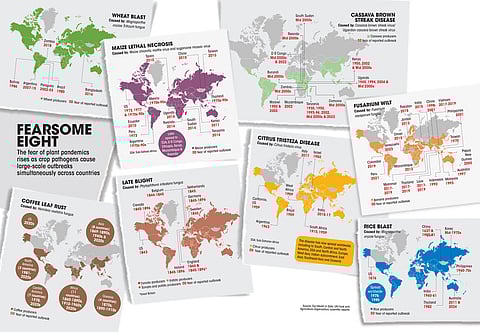 Plant pandemics: Who are the fearsome eight?
