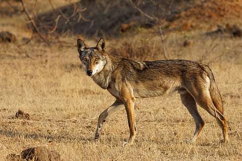 International Wolf Day 2024: Almost the entire population of Indian wolves exists outside of protected areas, says Lauren Hennelly