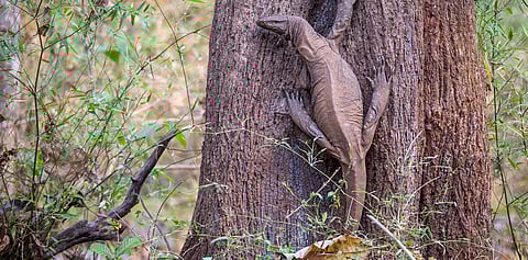 World Lizard Day 2024: Was the Bengal monitor actually used as a ‘siege weapon’ at Sinhagad?