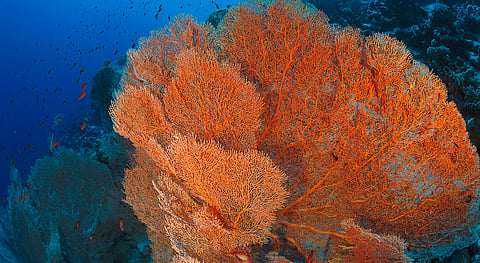 Four arrested in illegal wildlife trade; sea fans, corals, porcupine quills seized