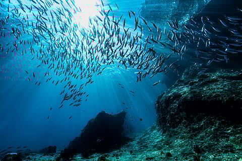 Eukaryotes are Earth’s oldest, tiniest creatures; poised to be climate change winners