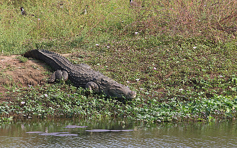 Gujarat: Mugger crocodiles in Vadodara’s polluted Vishwamitri are chronically stressed; those in rural Charotar are not, finds study