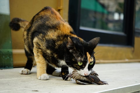 A tortie cat hunting a bird