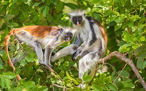 Red colobus are Africa’s most endangered monkeys – protecting them will also safeguard forests