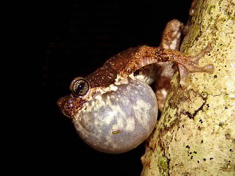 Endemic Malabar Tree Toad populations may decline 68.7% due to climate change: Study