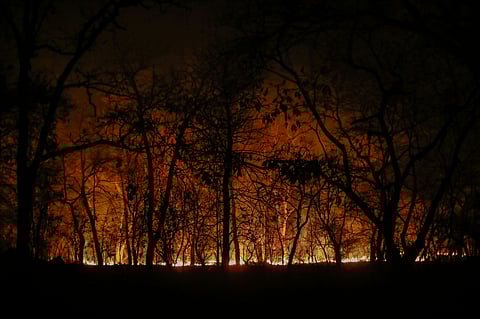 Forest on fire