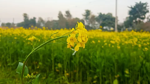 Stakeholders urge MoEFCC to begin consultations on devising GM crops policy