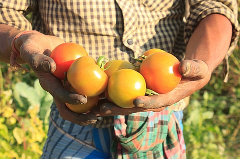 Adaptive agriculture: How lengthy supply chains, poor value addition & lack of economies of scale impede Indian farmers’ journey to climate-resilience