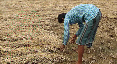 Adaptive agriculture: Why Indian farmers’ safety net must be bolstered to make them resilient