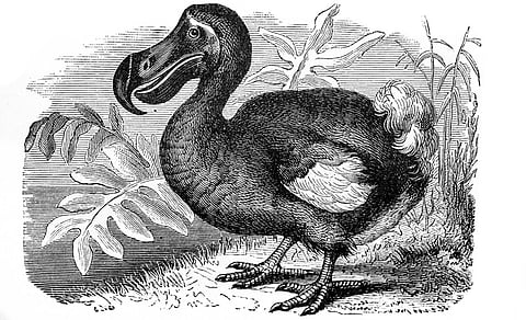 Dumb as a dodo? Mauritius’ extinct bird was fast-moving and loved the forest, say scientists