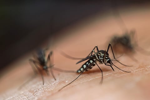 Genetically modified mosquitoes and malaria in Africa