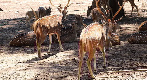 Group of chital in Vandalur Zoo, Chennai