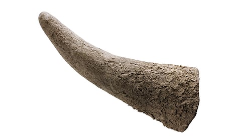 Rhinoceros horn close-up isolated on a white background.