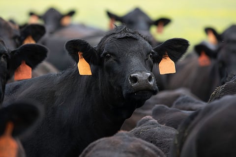 Angus brood cow looking back at the camera while in a tightly packed herd of other Angus cattle