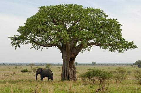 Baobabs: Africa’s unique trees defy climate challenges