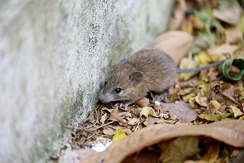 Close up the rat in dry leaf background.
