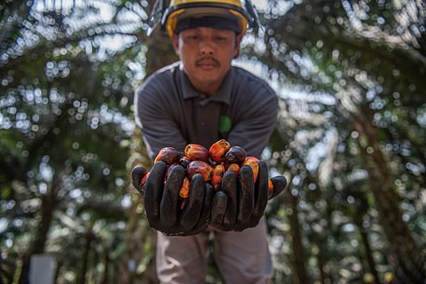 Public awareness and accurate information are crucial for reshaping perceptions on palm oil