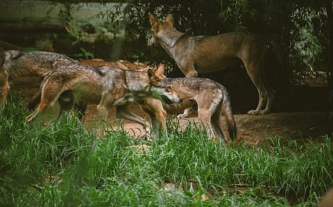 Bahraich attacks: Single animal responsible, most probably not a wild wolf, says Y V Jhala