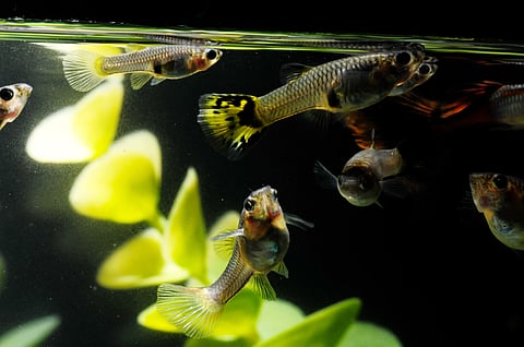 Pharmaceutical pollutants altering fish behaviour, reproductive patterns and life history: Study