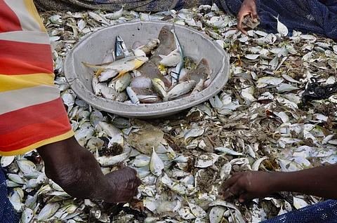 Fisherfolk seperating fish from garbage from their catch