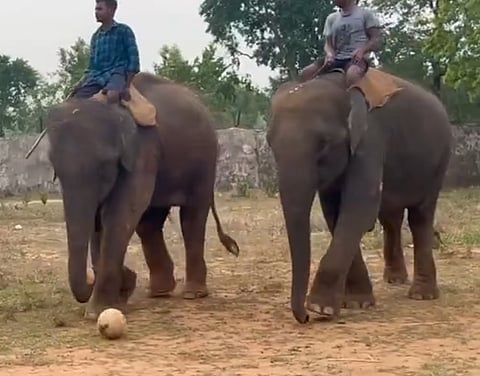 Screengrab from video of elephant Mama at Kumarkhunti camp, shared by PCCF Susanta Nanda