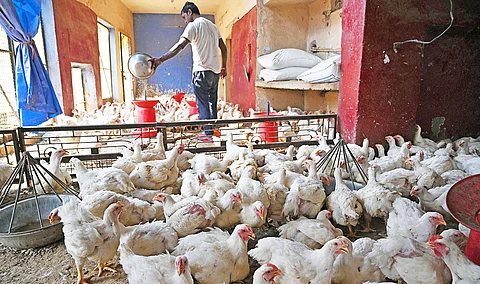 No fowl play