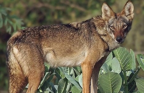 Dhib! As bad press from Bahraich threatens imperiled Indian wolf, video brings hope for its Arabian cousin