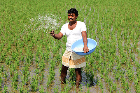 After record heatwaves, now poor monsoon rainfall for third consecutive year distresses paddy farmers in Bihar