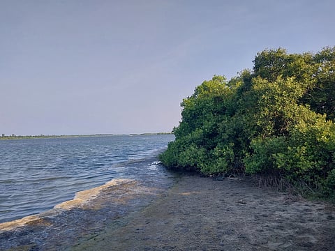 A mangrove in Andhra Pradesh