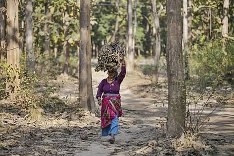 Conservationists demand NTCA to withdraw relocation of forest-dwelling villagers from tiger reserves