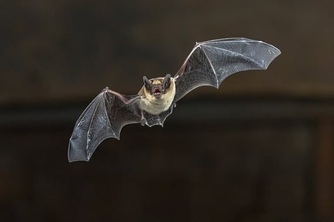 A fungal bat disease in US increased pesticide use and spiked infant deaths, suggests study
