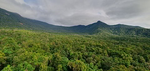 The canopy of a tropical rainforest at James Cook University’s Daintree Rainforest Observatory in north Queensland, Australia.