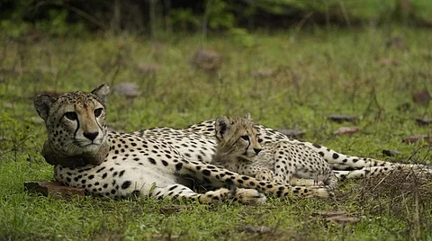 A female cheetah and her cub in Kuno National Park