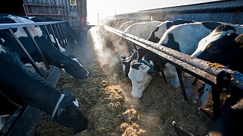 Methane is pitched as a climate villain – could changing how we think about it make it a saviour?