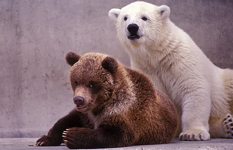 A polar bear and a brown bear