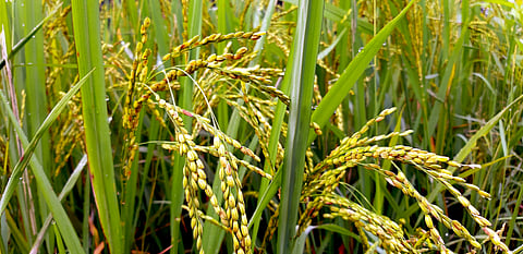 Plant treaty: Another step towards fairer benefit sharing at 12th meeting of Ad Hoc Open-Ended Working Group