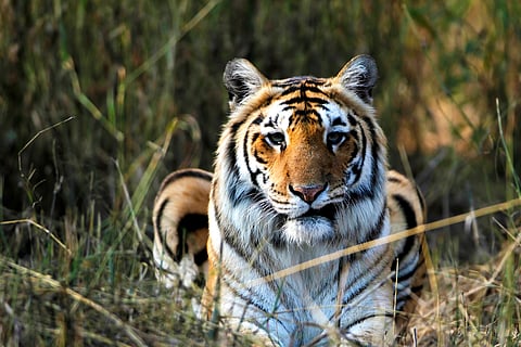 Forced evictions in India’s tiger reserves spark outcry among Adivasi communities