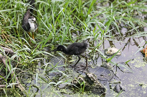 A waterhen’s fight for survival in polluted waters, in photos