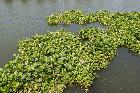 Climate change means we may have to learn to live with invasive species