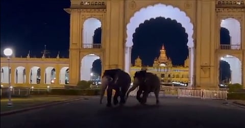 A screengrab from a recent video circulating on social media showed a tense moment between two Dasara elephants, Kanjan and Dhananjaya, who appear to be chasing each other outside the palace grounds, leading to panic among tourists and onlookers.
