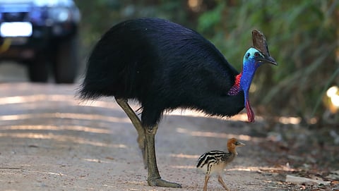 A male southern Cassowary and a chick in Queensland, Australia