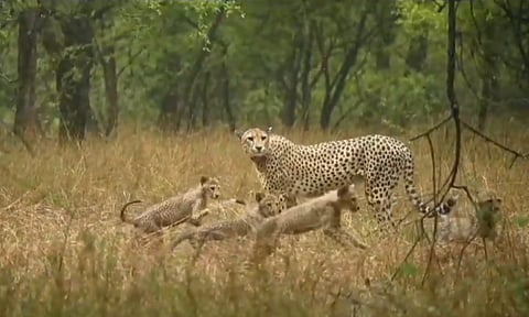 South African cheetah Gamini with her 5 cubs at Kuno National Park