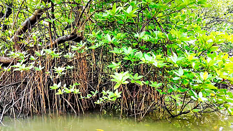 Mangroves exhibit exceptional heat resilience, study reveals