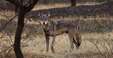 Can the Bahraich episode change the conservation narrative for wolves in India?