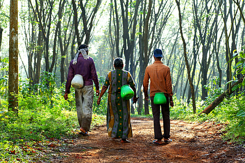 Rubber price hike rejoices cultivators; irks manufactures