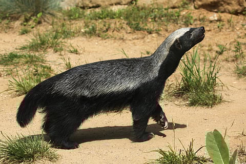 Honey badger (Mellivora capensis), also known as the ratel.