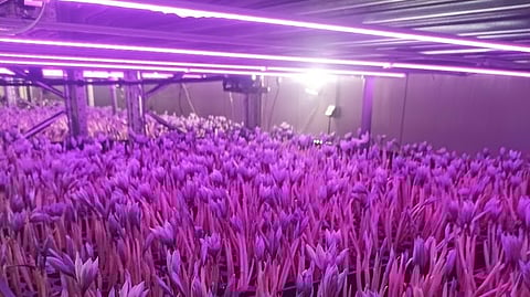 Safron being grown hydroponically
