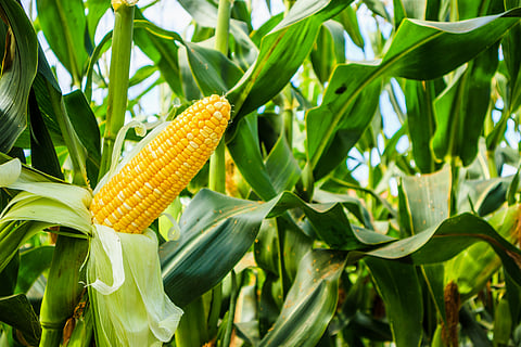 Spring maize crop aggravating Punjab’s groundwater crisis