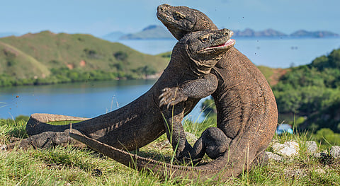 In the dragon’s lair, tourism faces a delicate balancing act